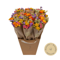 Dried Flowers - Market More - Multi