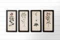 Framed Prints - Botanicals (Pk/04 Ast)