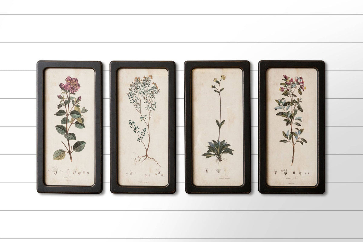 Framed Prints - Botanicals (Pk/04 Ast)